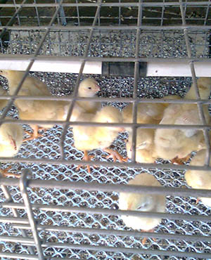 Poultry Nets (Extruded)